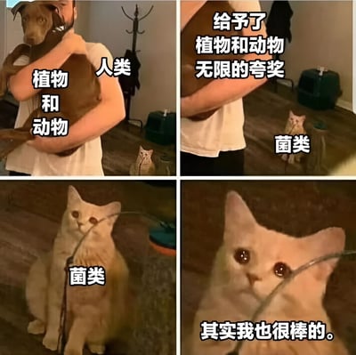 四格漫画形式，左上：人类抱着棕色狗，文字“植物和动物 人类”；右上：同一人抱着狗，文字“给予了植物和动物无限的夸奖”，背景有只猫标注“菌类”；左下：猫咪特写，标注“菌类”；右下：猫咪近景，眼神期待，文字“其实我也很棒的。” 整体通过对比表现菌类（猫咪）渴望被关注的可爱场景。