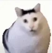 图片中是一只灰白相间的猫，头部有黑色斑块，眼睛圆睁，表情显得惊讶又带点困惑，身体圆润，背景为纯白色，整体给人一种呆萌又搞笑的感觉。