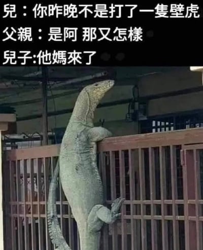 这是一张搞笑双关梗图，图片上方黑色背景配了三段父子对话：儿子问父亲‘你昨晚不是打了一只壁虎’，父亲回应‘是啊 那又怎样’，儿子接着说‘他妈来了...’，图片下方是实拍的一只体型巨大的蜥蜴正扒在住宅铁门上往院内爬。这个梗利用‘他妈来了’的双关含义，表面看似像脏话语气，实际意思是被打死的壁虎的妈妈找上门来，用体型远大于普通壁虎的大蜥蜴对应‘壁虎妈妈’，制造出反差喜剧效果。