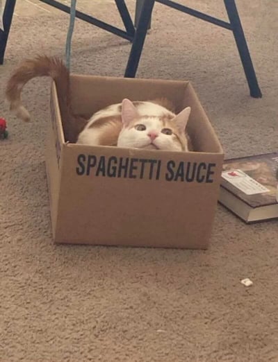 一只橙白相间的猫咪蜷缩在一个标有“SPAGHETTI SAUCE”（意面酱）字样的纸箱里，只露出头和尾巴。猫咪睁着圆圆的大眼睛，表情看起来既惊讶又好奇，尾巴从纸箱后方伸出并微微翘起。背景中可以看到地毯、家具腿和一本放在旁边的书，营造出温馨的居家氛围。这张照片捕捉了猫咪喜欢钻进狭小空间的可爱天性，与纸箱上的文字形成有趣对比。