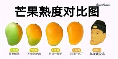 这是一张将水果科普与历史搞笑梗结合的静态对比图，整体为左右排列的五个项目，前四个是不同成熟度的芒果：6成熟芒果主体为绿色，下方标注“需要催熟”；7成熟芒果绿黄各半，下方标注“不着急吃哦”；8成熟芒果大部分呈黄色，仅底部带点绿，下方标注“再捂一天吧”；9成熟芒果通体金黄，下方标注“可以开吃了”。第五个项目没有芒果，替换为历史人物朱重八的卡通化搞笑头像，下方标注“九族要没咯”，利用朱重八（朱元璋）在民间传闻中杀伐果断的形象制造反差笑点，把原本应该是“十成熟”的位置用这个历史梗替代，属于玩人物梗的趣味创作，让原本普通的水果熟度图变得诙谐有趣。
