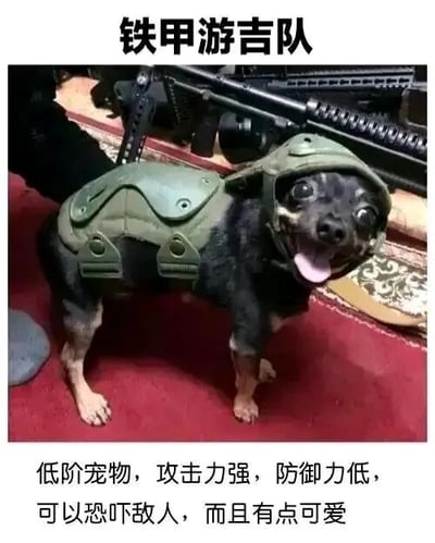 这是一张图文混排的搞笑P图，主体是一只吉娃娃犬，它被人为穿上了一套迷你的绿色军事头盔与护甲，造型模仿战斗人员，显得滑稽又可爱。图片顶部的文字“铁甲游吉队”是谐音梗，改编自“铁甲游击队”，将“击”替换为“吉”，以此呼应图中的吉娃娃犬。图片底部的文字则用类似游戏角色属性的口吻描述这只小狗：“低阶宠物，攻击力强，防御力低，可以恐吓敌人，而且有点可爱”，用调侃的方式赋予宠物“战斗属性”，进一步增强了幽默效果。背景中还放置了一把仿真枪械，烘托出军事战斗的氛围，整体内容充满创意，通过宠物与军事元素的反差搭配，营造出轻松搞笑的氛围。