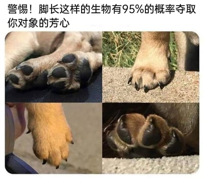 这是一张趣味调侃类梗图，顶部配有搞笑文案“警惕！脚长这样的生物有95%的概率夺取你对象的芳心”，下方由四张宠物狗的爪子照片拼接而成。这些狗狗的爪子形态特殊，视觉效果酷似人类的手部，有的呈现出类似“比心”的姿态，有的看起来像人类的手掌，凭借可爱又充满趣味的视觉巧合，调侃狗狗的可爱魅力十足，容易吸引人们的喜爱，甚至会“抢走”对象的关注，引发宠物爱好者的共鸣。