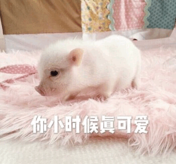 小白猪小时候可爱瞬间