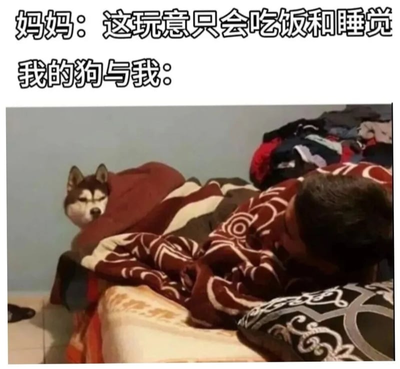 哈士奇