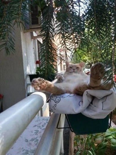 一只橘白相间的猫咪正四脚朝天地躺在阳台栏杆上的绿色花盆里，花盆内铺着带有黑色花纹的白色毛巾。猫咪表情惬意，前爪自然弯曲，后爪伸直朝天，完全放松地享受着阳光。背景中可以看到阳台的白色栏杆、空调外机、绿色植物和远处的建筑物，营造出舒适悠闲的居家氛围。