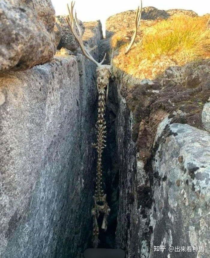 鹿