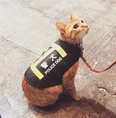 一只橘猫穿着印有“警犬 POLICE DOG”字样的黑色背心，背心两侧有黄色条纹装饰。猫咪坐在水泥地面上，身体微微前倾，头部抬起望向斜上方，眼神好奇。它被一根红色牵引绳系着，整体画面呈现出一种可爱的反差感——本应属于警犬的装备穿在猫咪身上，形成趣味效果。
