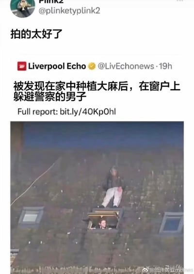 这张图片是社交媒体截图，展示了一则新闻和相关评论。新闻来自Liverpool Echo，标题为"被发现在家中种植大麻后，在窗户上躲避警察的男子"，并配有一张照片。照片中可以看到一名男子正坐在建筑物的屋顶上，旁边有一个打开的天窗，似乎正从那里爬出来躲避警察。在新闻上方，有用户Pink2的评论"拍的太好了"，带有讽刺意味。