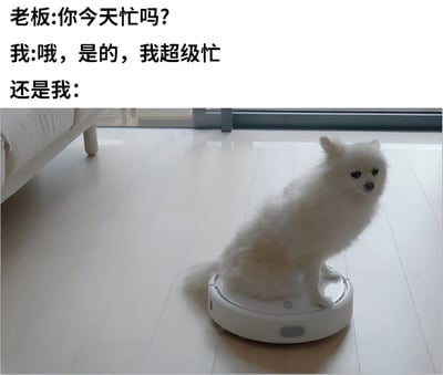 图片上方是老板与员工的对话文字：“老板:你今天忙吗? 我:哦，是的，我超级忙 还是我:”，下方配图是一只白色小狗正坐在扫地机器人上，随着机器人的移动在房间里“忙碌”地转圈。通过文字与图片的反差，幽默地表现了员工嘴上说忙，实际却在“摸鱼”的真实状态，用小狗坐扫地机器人“被动忙碌”的画面调侃了职场中表面忙碌实则低效的现象。