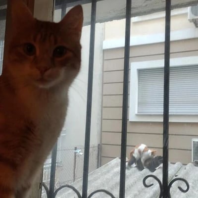 图片中，一只橘色虎斑猫正隔着黑色金属栏杆近距离凝视镜头，眼神专注而略带严肃。栏杆后方的背景里，一只三花猫咪（白色、橙色与黑色相间）正趴在米色木质外墙建筑的屋顶上，姿态放松。前景猫咪的清晰特写与背景猫咪的远景形成层次感，展现出宠物对外部环境的好奇与观察，画面充满生活气息。