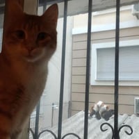 三花猫咪