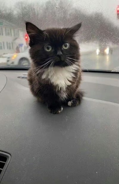 一只黑白色的小猫正坐在汽车的仪表盘上，它有着蓬松的黑色毛发，胸前和爪子尖带有白色毛发，眼睛圆溜溜地直视前方，表情显得既警觉又好奇。车窗外是雨天或雪天的景象，玻璃上有细密的水珠，背景中能模糊看到树木、建筑物和行驶车辆的灯光，营造出一种车内温暖与车外湿冷对比的温馨氛围。