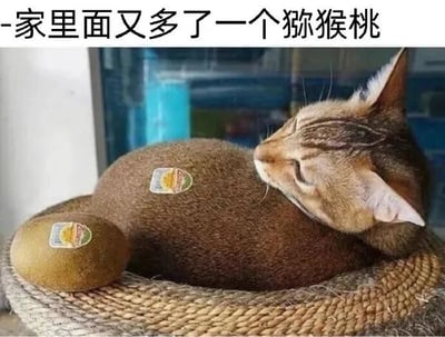 图片中一只棕色家猫蜷缩在编织篮里，身体圆润，背部被贴上了与旁边猕猴桃同款的水果贴纸，两者颜色和形态相似。上方文字“家里里面又多了一个猕猴桃”巧妙利用猫的毛色和姿势与猕猴桃的相似性制造幽默效果，显得十分可爱有趣。