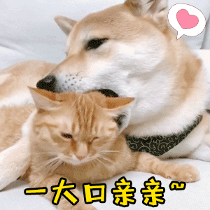 柴犬抱着小橘猫“一大口亲亲”的温馨动图