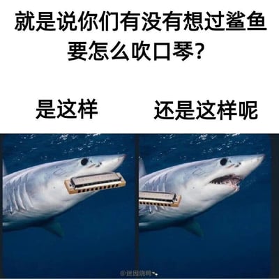 这是一张充满无厘头脑洞的搞笑P图，上方以文字提出趣味问题“就是说你们有没有想过鲨鱼要怎么吹口琴？”，并通过左右两张对比图给出两种荒诞的设想：左侧是鲨鱼闭合嘴部，口琴贴在嘴部外侧；右侧是鲨鱼张开嘴，口琴贴在嘴部下方。创作者通过给真实的鲨鱼照片添加口琴元素，制造出不符合现实逻辑的搞笑场景，以此带来荒诞的幽默感，属于典型的网络迷因内容，用于在网络上娱乐传播。