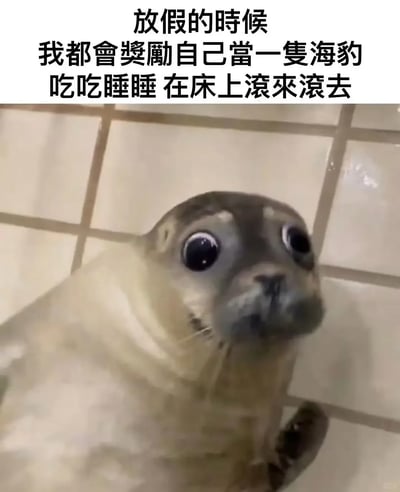 这是一张经过文字改编的海豹表情包，图中是一只趴在瓷砖地面上的海豹，它圆睁着大大的眼睛，眼神懵懂无辜，抬头注视着前方。图片上方配有文字“放假的时候，我都会奖励自己当一只海豹，吃吃睡睡，在床上滚来滚去”，用海豹慵懒的状态来类比人们放假时不想动弹、只想宅家躺平休息的日常，精准戳中大众放假时的放松心态，风格搞笑又治愈，很容易引发共鸣。