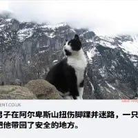 图片展示了一只黑白相间的猫咪站在阿尔卑斯山的岩石顶端，背景是巍峨陡峭、部分覆盖着积雪的险峻山脉。图下方配有中文说明文字：“男子在阿尔卑斯山扭伤脚踝并迷路，一只猫将他带回了安全的地方。” 这是一则暖心的真实事件记录，猫咪在险峻的山地环境中成为迷路受伤男子的引路者，帮助其脱离险境，画面传递出治愈又温暖的氛围。