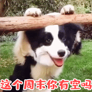 狗狗探头问周末有空吗