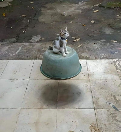 一只灰白相间的猫咪戴着项圈和铃铛，淡定地坐在一个倒扣的绿色水盆上。水盆放置在带有裂纹和污渍的瓷砖地面上，背景地面散落着几片落叶和少量杂物，整体场景呈现出一种自然随意的生活气息。猫咪侧身转头望向一侧，姿态悠闲，给人一种可爱又平静的感觉。