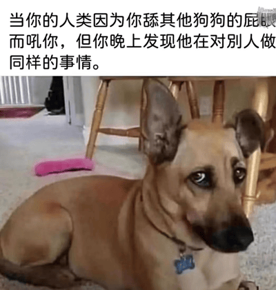 图片中是一只棕色狗狗趴在铺有地毯的室内地板上，耳朵竖起，眼神中带着明显的失望和委屈，抬头望向镜头。上方配有文字：“当你的人类因为你舔其他狗狗的屁股而吼你，但你晚上发现他在对别人做同样的事情。” 图片通过狗狗拟人化的视角，幽默地讽刺了人类的双标行为——自己可以做的事却不允许宠物做，营造出搞笑又无奈的氛围。