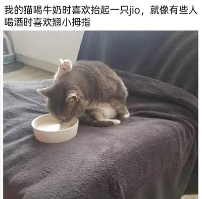 这是一张原始拍摄的静态单图，画面中一只灰白相间的猫咪趴在深色毛绒毯子上，正低头专注地喝着白色碗里的牛奶，同时它抬起了一只后脚，姿态十分有趣。图片上方配有文字，将猫咪这个动作类比成有些人喝酒时翘起小拇指的样子，用拟人化的对比，放大了猫咪姿态的可爱感，记录了宠物的趣味日常。