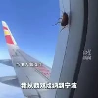 这张图呈现了航班舷窗外侧趴着一只蟑螂的真实场景，图中配文“我从西双版纳到宁波”和“当事人慌了”，用拟人的手法调侃这只蟑螂居然“搭乘”航班完成了跨城行程，画面荒诞离谱，充满搞笑感，让观者感受到这一事件的匪夷所思。