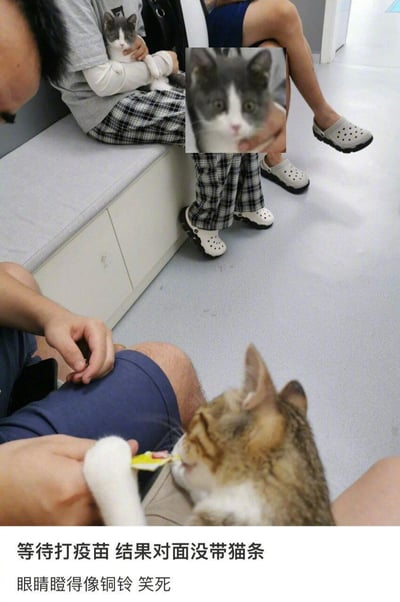 这是在宠物医院等待打疫苗的真实场景：画面下方的狸花猫正惬意地吃着主人递来的猫条，而画面上方被人抱在怀里的灰白小猫，只能眼睁睁看着同类享用美食。图中特意放大了灰白小猫的脸部特写，它眼睛瞪得溜圆，满是羡慕与委屈。配文“等待打疫苗 结果对面没带猫条 眼睛瞪得像铜铃 笑死”，精准调侃了小猫的情绪，让整个场景充满搞笑趣味。