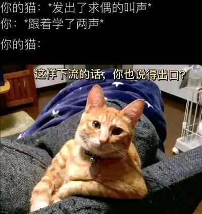 图片上方为对话文字：“你的猫：*发出了求偶的叫声* 你：*跟着学了两声* 你的猫：”，下方是一只橘色虎斑猫趴在铺有蓝色星星图案毯子的沙发上，前爪交叉，脖子戴着铃铛项圈，眼神疑惑地看向镜头，图片中间叠加文字“这样下流的话，你也说得出口？”。整体通过拟人化的对话展现人与宠物间的搞笑互动场景。