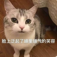 猫咪