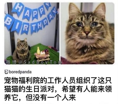 这是一组左右拼接的图片，左侧图里，一只虎斑猫坐在布置好的生日派对场地中，上方挂着蓝色的'HAPPY BIRTHDAY'横幅，面前还有迷你的生日蛋糕，场景温馨；右侧是这只猫的特写，它眼含泪水，神情委屈落寞。配文说明，宠物福利院的工作人员为这只猫举办生日派对，希望能有人来领养它，但最终没有一个人前来，画面充满心酸感。