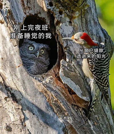 这是一张拟人化的动物梗图，以树洞内睁着圆眼、满脸烦躁的猫头鹰对应“刚上完夜班准备睡觉的我”，将站在树干上靠近树洞的啄木鸟比作“从窗户缝隙透进来的阳光”。图片利用野生动物的真实场景，精准共情了夜班工作者白天想要休息，却被光线打扰的烦躁与无奈，生动地用动物状态映射了职场人群的日常情绪，容易引发同类人群的共鸣。