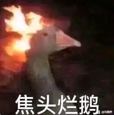 这是一张经过P图改编的静态表情包，画面主体是一只鹅，鹅的头部后方被添加了燃烧的火焰效果，仿佛头部被烧焦。图片下方配有文字“焦头烂鹅”，是谐音成语“焦头烂额”，用动物形象结合谐音梗，生动又搞笑地表达出陷入麻烦、处境窘迫狼狈的状态，适合在聊天或社交媒体中用来调侃自己或他人遇到棘手事情时的处境。