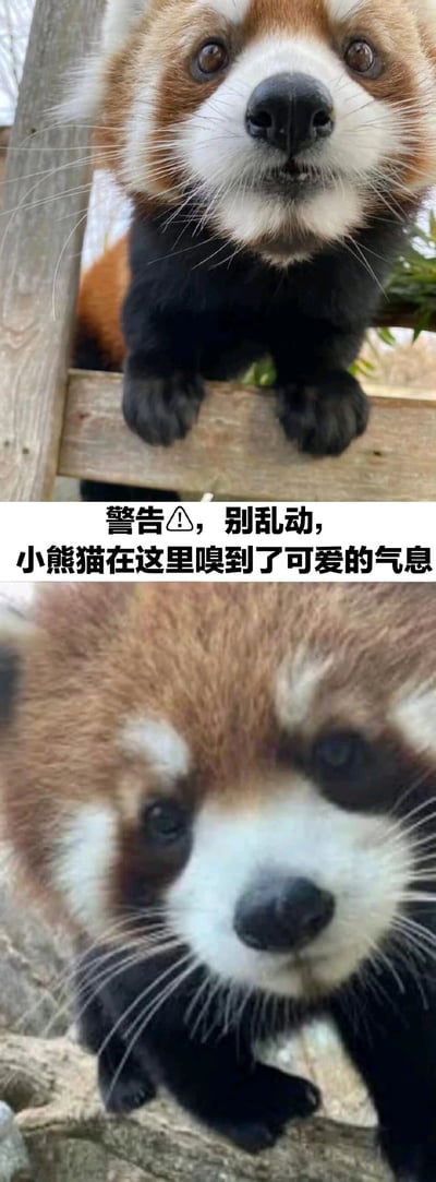 图片由上下两张小熊猫特写照片组成。上图中小熊猫前爪搭在木质栏杆上，睁着圆溜溜的大眼睛看向前方；下图为小熊猫脸部近照，鼻子和胡须清晰可见。中间配有文字：“警告⚠️，别乱动，小熊猫在这里嗅到了可爱的气息”，整体营造出俏皮可爱的氛围，用拟人化的警告口吻突出小熊猫的萌态。