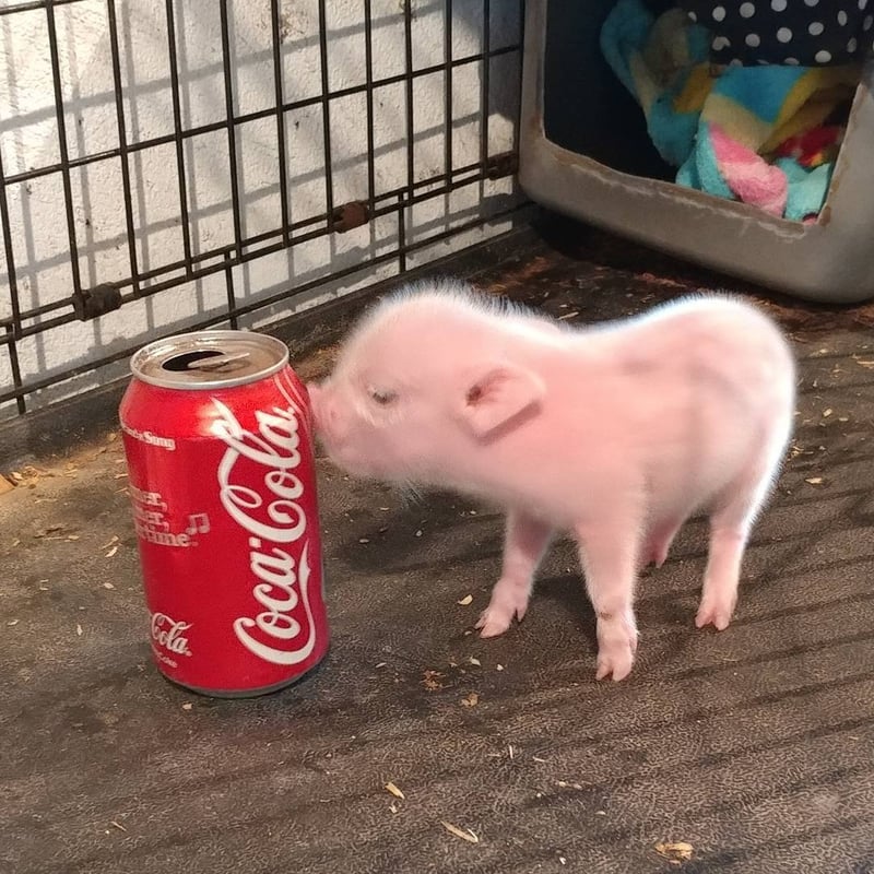 小猪仔好奇嗅探可乐罐
