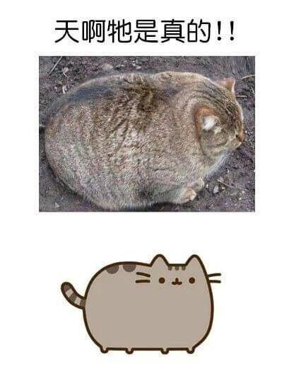 《Pusheen Things》卡通漫画