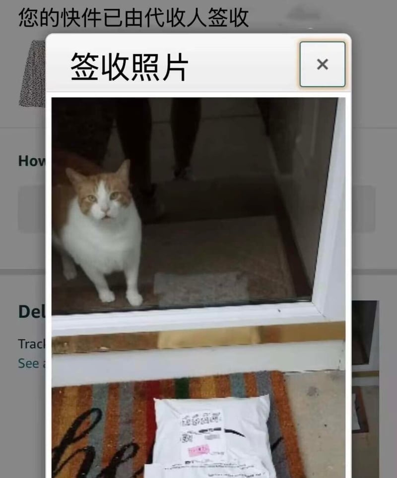 白橘猫