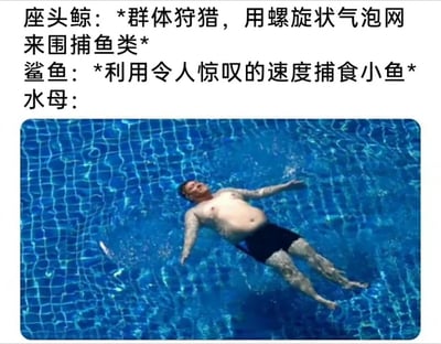 图片通过文字与图像结合的方式，幽默对比了三种海洋生物的捕食行为。上方文字分别描述：座头鲸群体狩猎用螺旋状气泡网围捕鱼类，鲨鱼靠惊人速度捕食小鱼，而“水母：”之后则配上一张男子在游泳池中仰面漂浮、四肢舒展的照片，以拟人化的“躺平”姿态调侃水母被动捕食的特性，暗合网络流行的“躺平”文化，充满轻松搞笑的反差感。