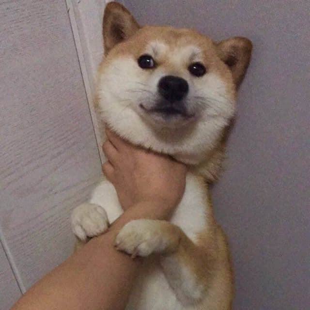 被人托着下巴的柴犬狗狗特写