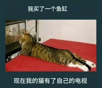 图片中一只虎斑猫正趴在红色垫子上，全神贯注地凝视着面前的鱼缸，仿佛在观看电视节目。图片上方配有文字“我买了一个鱼缸”，下方文字“现在我的猫有了自己的电视”，通过拟人化的手法将猫对鱼缸中鱼的兴趣幽默地比作看电视，展现了宠物与日常物品互动的可爱搞笑场景。