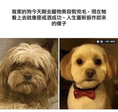 这张梗图展示了一只狗狗美容前后对比：左边是美容前毛发杂乱、遮住眼睛的造型，右边是美容后变得整洁利落，还带领结的形象。配文用“戒酒成功，人生重新振作”进行类比，形象地表达了美容可以让人（或狗）焕然一新。

**双关/暗示解释**：梗图“戒酒成功，重新振作”用了生活中常见的逆境反转幽默，与狗狗剪毛前后判若两“狗”的对比相呼应。