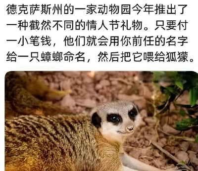 图片上半部分为文字说明，内容是德克萨斯州一家动物园推出的情人节特别礼物：支付少量费用即可用前任的名字给一只蟑螂命名，随后这只蟑螂会被喂给狐獴。下半部分是一张狐獴的照片，狐獴有着棕色带条纹的皮毛、黑色的眼周斑纹，正趴在布满石块和植被的地面上，平静地注视着前方。
