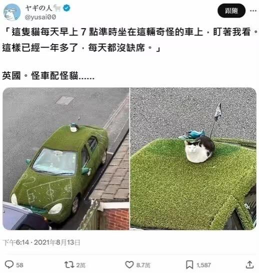 猫