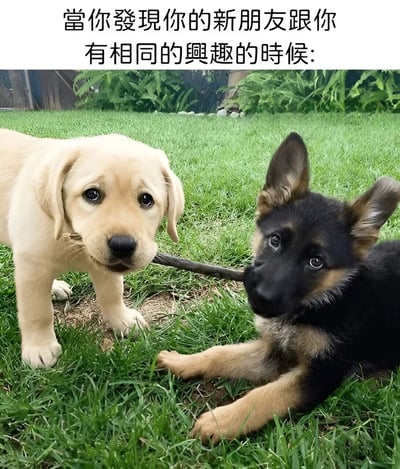 图片展示了两只可爱的幼犬在绿色草地上玩耍的场景。左边是一只黄色的拉布拉多幼犬站立着，右边是一只黑色的德国牧羊犬幼犬趴在地上，它们各自叼着树枝的一端，仿佛在友好地互动。图片上方配有文字：“當你發現你的新朋友跟你有相同的興趣的時候:”，用两只小狗玩耍的温馨画面比喻当人们发现新朋友有共同兴趣时的愉快和投缘。