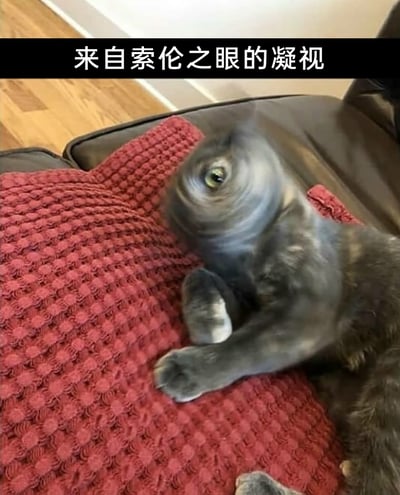 这是一张经过P图改编的搞笑梗图，主体是一只灰色猫咪，它的头部被添加了旋转扭曲的特效，视觉上呈现出类似单眼的效果，与《指环王》中的索伦之眼形象相似。猫咪趴在带有编织纹理的红色垫子上，背景是深色沙发和木质地板，图片顶部配有文字“来自索伦之眼的凝视”，通过将猫咪形象与经典影视形象结合，制造出滑稽荒诞的趣味效果。
