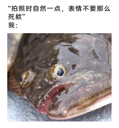 这是一张贴合日常场景的网络搞笑表情包，采用图文混排的形式呈现。上方配文模拟旁人拍照时的提醒：“拍照时自然一点，表情不要那么死欸”，下方则是一张比目鱼的特写照片——这条比目鱼双眼分布在头部一侧，眼神呆滞，嘴角扭曲，表情僵硬又怪异，精准还原了人们在被要求“自然拍照”时，因刻意努力反而变得表情尴尬、不自然的状态，用动物的奇特表情调侃生活中的小尴尬，容易引发大众共鸣，适合在社交场景中用来吐槽拍照时的窘迫经历。