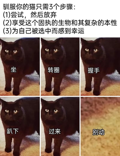 这是一则调侃猫咪难以驯服的搞笑梗图，顶部配有反套路的“驯服猫咪三步骤”文字：1.尝试，然后放弃；2.享受这个固执的生物和其复杂的本性；3.为自己被选中而感到幸运。下方是六张拼接的图片，前五张是同一只表情冷漠的黑猫，分别对应“坐”“转圈”“握手”“趴下”“过来”的训猫指令，但黑猫全程保持站立姿势，完全没有执行任何指令；最后一张图是空空的地毯，对应指令“别动”，猫咪直接消失，用夸张的方式完美呼应了顶部的步骤，精准戳中养猫人面对猫咪高冷、不听话的共鸣，充满趣味。