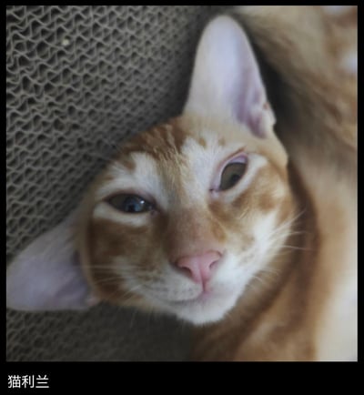 这是一张经过P图改编的趣味图片，将橘色猫咪的脸部与类似长发的画面拼接，打造出“猫利兰”的形象，玩了动漫《名侦探柯南》中角色“毛利兰”的谐音梗。猫咪眼神慵懒迷离，倚靠在瓦楞纸猫抓板旁，画面通过视觉错位和谐音梗制造出滑稽搞笑的效果，充满趣味性。