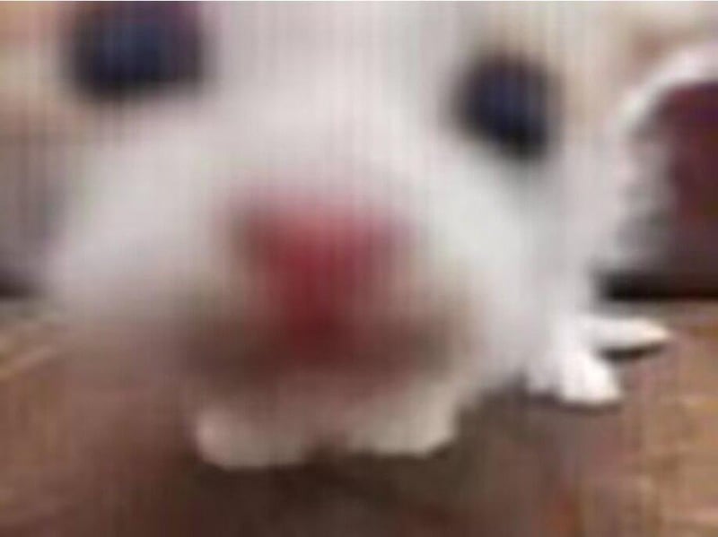白兔