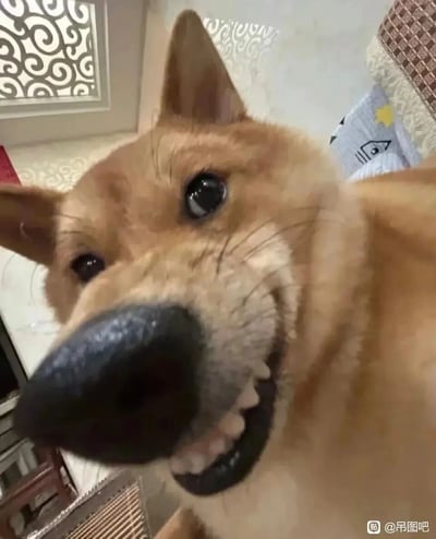 这是一张近距离拍摄的宠物狗（外观疑似柴犬）的特写照片，狗狗的脸部怼向镜头，黑色的大鼻子占据了画面的显眼位置，它咧嘴露出牙齿，表情滑稽搞怪，仿佛在“坏笑”，充满趣味。背景中可以看到室内带有花纹的窗格和部分家居物品，整体画面轻松搞笑，非常适合用作搞笑表情包素材，能给人带来欢乐的观感。